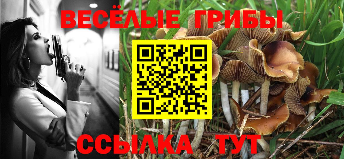 Псилоцибиновые грибы Psilocybe Апатиты